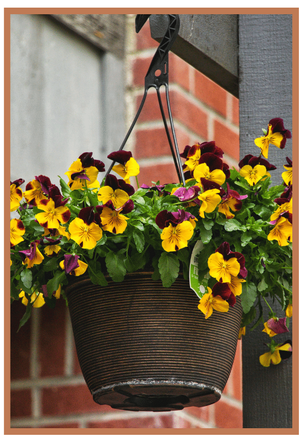 Vibrant hanging flower basket with yellow and purple blooms against a brick background.